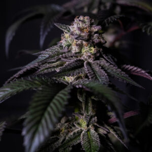 Oreoz Milkshake 5 u. fem. Positronics Seeds