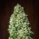 Orient Express 3u. fem. Ace Seeds