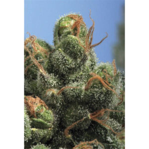 PG - 13 - 10 u. Reg. T.H. Seeds - DESCATALOGADA