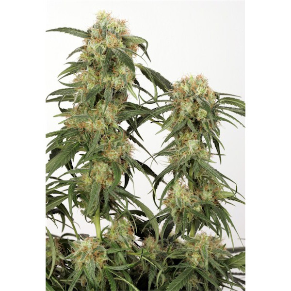 Pamir Gold 1 u. fem. Dutch Passion