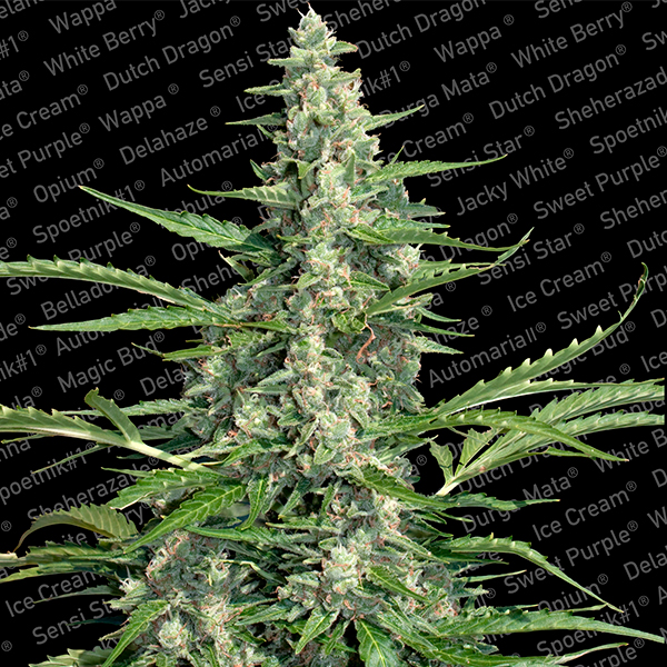 Pandora 3 u. fem. Paradise Seeds