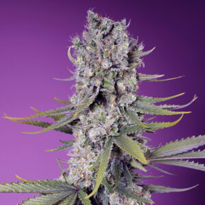 Papaya Zoap Fast Version  25 u. fem. Granel Profesionales Sweet Seeds