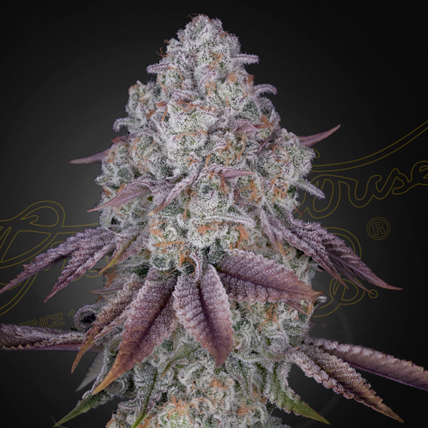 Persian Pie 5 u. fem. Green House.