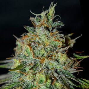 Picante 5u. G13 Labs