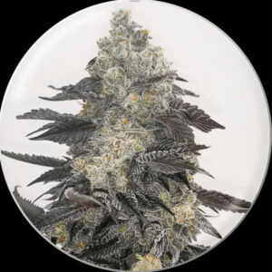 Pink Sherbert 3 u. fem. Medical seeds
