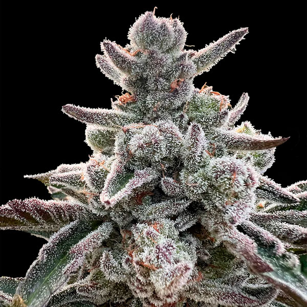 Polar Gelato "by Sherbinskis" 3 ud Silent Seeds