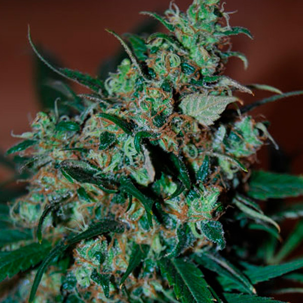 Power Bud 5 u. fem. Black Skull Seeds