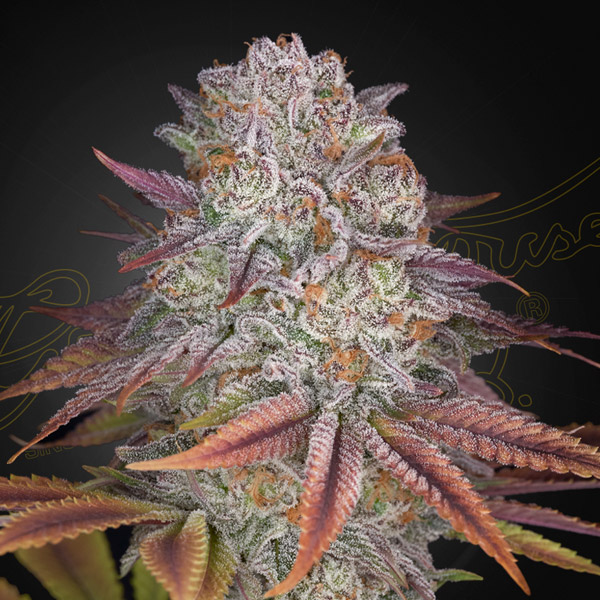 Pulp Friction 3 u. fem. Green House.