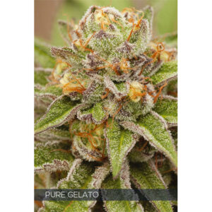 Pure Gelato 3+1 u. fem. Vision Seeds