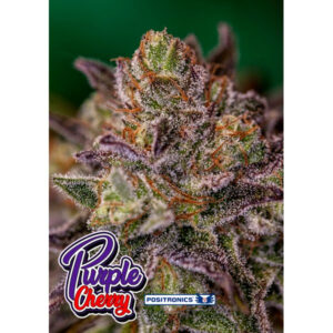 Purple Cherry 3 u. fem. Positronics Seeds