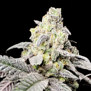 Purple Cherry Ripple 6 ud. fem Elev8 Seeds