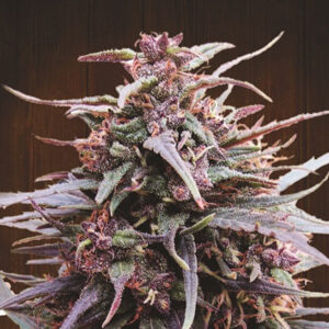Purple Haze x Malawi 1 u. fem. Ace Seeds