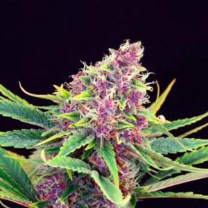 Purple Kush   3 u. fem. Kannabia Seeds