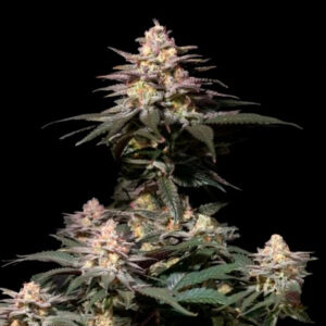 Purple Lemonade Fast Flowering 10 u. fem. FastBuds Seeds