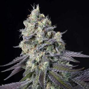 Purple Mints  3 u. fem. Paradise Seeds