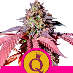 Purple Queen 10 u. fem. Royal Queen