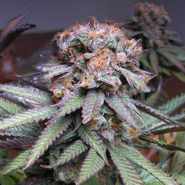 Querkle 10 u. reg. TGA-SUBCOOL