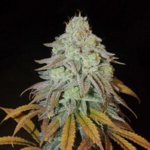RM Confidential 3 u. fem Grateful Seeds