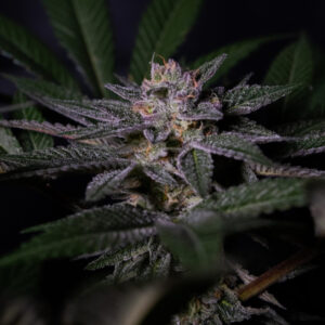Rainbow Flakes 5 u. fem. Positronics Seeds
