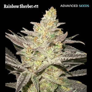 Rainbow Sherbet #11 -   3 + 1 u. fem. Advanced Seeds