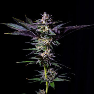 Rotten Rainbow 5 u. fem Limited Edition Gratefull Seeds