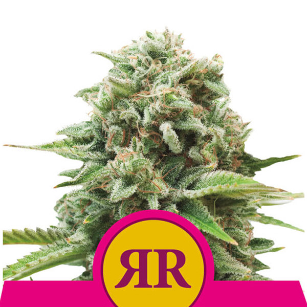 Royal Runtz 5 u. fem. Royal Queen