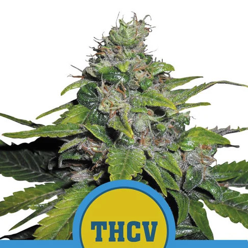 Royal THCV 5 u. fem. Royal Queen