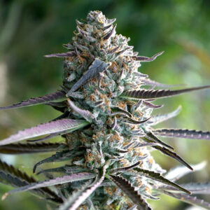 Runtz Fast Flowering  3 ud Humboldt Seed Organization