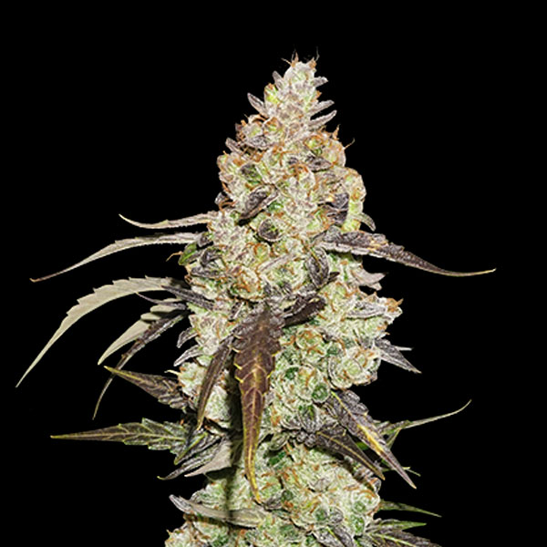 Runtz fem. 25 u. Seedstockers