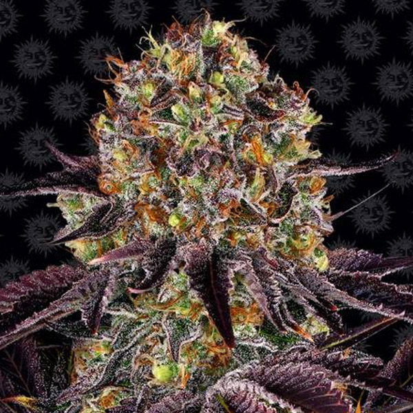 Runtz x Layer Cake 1 u. fem. Barney's