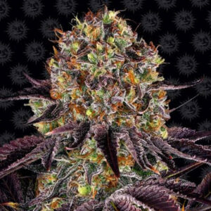 Runtz x Layer Cake  3 u. fem. Barney's