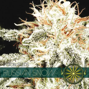 Russian Snow 3+1 u. fem. Vision Seeds