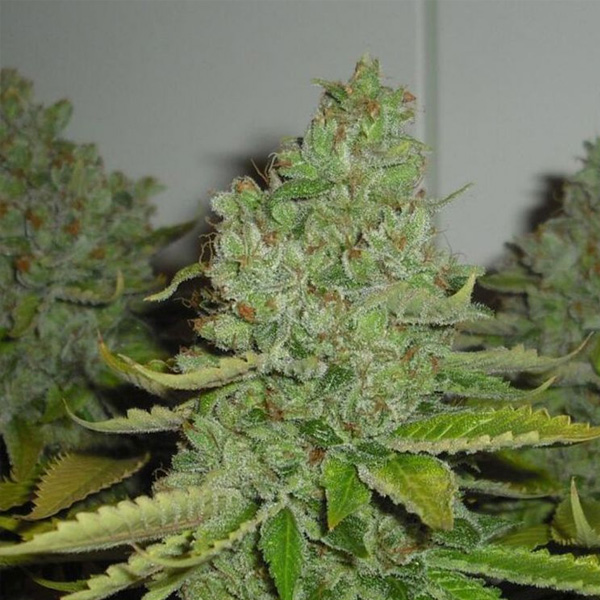 SFV OG Kush 10 u. Reg. The Cali Connection