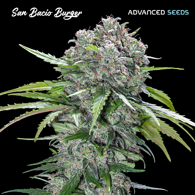 San Bacio Burger 5 + 2 u. fem. Advanced Seeds
