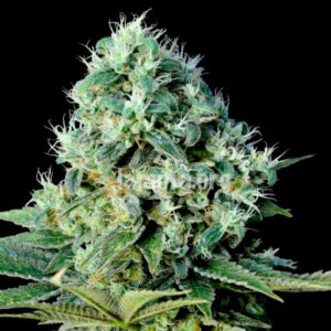 Santa Bilbo 25 u. fem. Genehtik Seeds