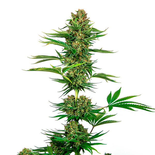 Satin Black Domina CBD 3 u. fem. Sensi Seeds