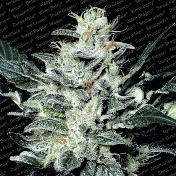Sensi Star 5 u. fem. Paradise Seeds