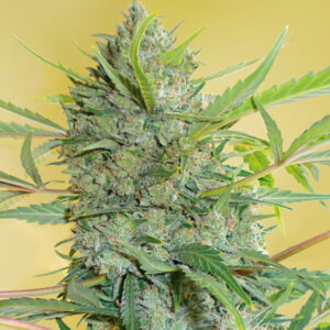 Serious Happiness  11 u. reg. Serious Seeds