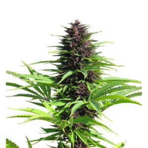 Shaman  1 u. fem. Dutch Passion