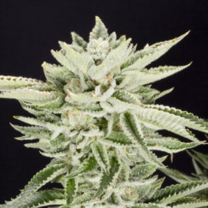 Sherbet 6 ud. fem Elev8 Seeds