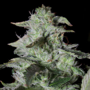 Sherbet Cake 3 ud. fem Elev8 Seeds