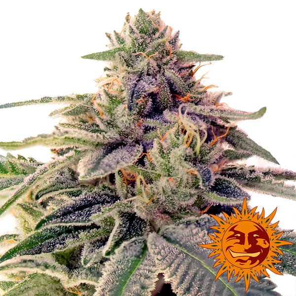 Shiskaberry 1 u. fem. Barney's