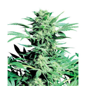 Shiva Skunk 10 u. fem. Sensi Seeds