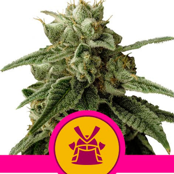 Shogun 1 u. fem. Royal Queen