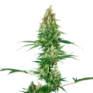 Silver Fire 5 u. fem. Sensi Seeds