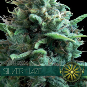 Silver Haze 3+1 u. fem. Vision Seeds