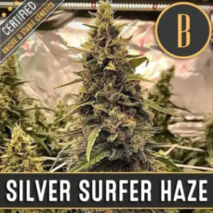 Silver Surfer Haze 3 u. fem. Blimburn Seeds