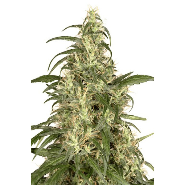 Skunk #11 - 1 u. fem. Dutch Passion