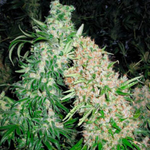 Skunk Special 10 u. fem. Female Seeds