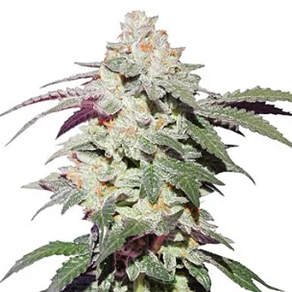 Skywalker Haze 3 u. fem. Dutch Passion